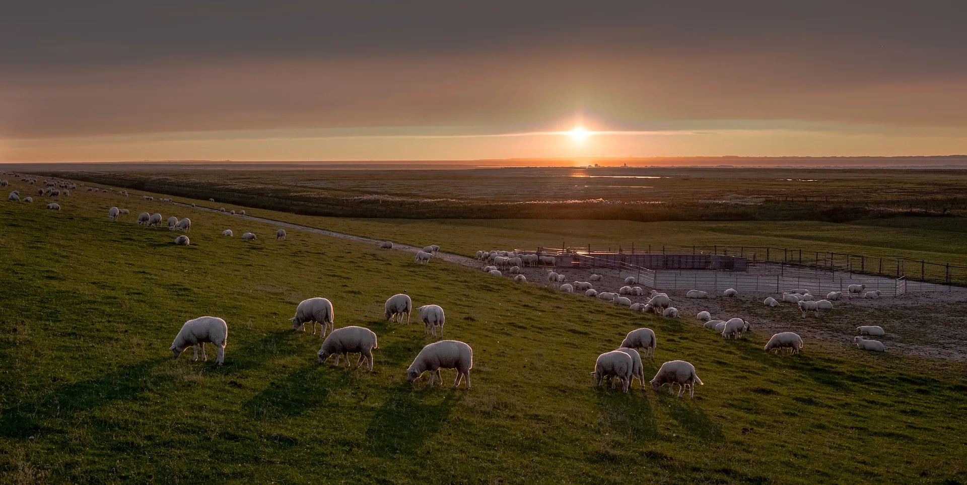 Schafe auf dem Deich bei Sonnenuntergang an der ostfriesischen Nordseeküste